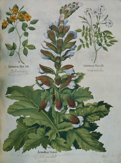 Besler