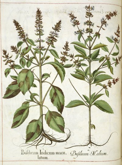 Fesleğen, 