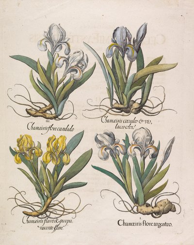 Chamaeiris flore, 1613. by Basilius Besler