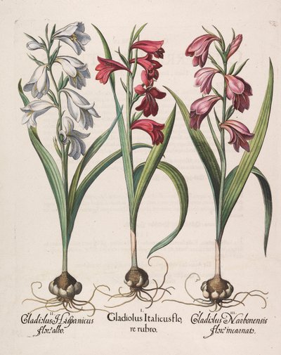 Glayöl italicus kırmızı çiçek, 1613 by Basilius Besler