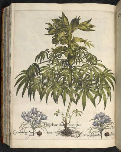 Helleborus, 