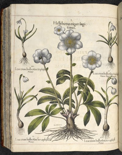 Helleborus niger, 