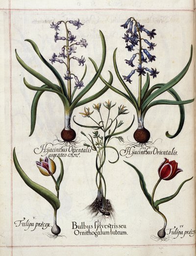 Hortus Eystettensis