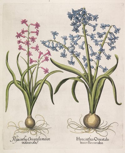 Hyacinthus orientalis, 1613. by Basilius Besler