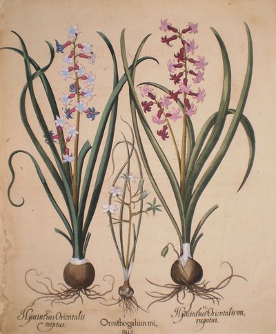  by Basilius Besler