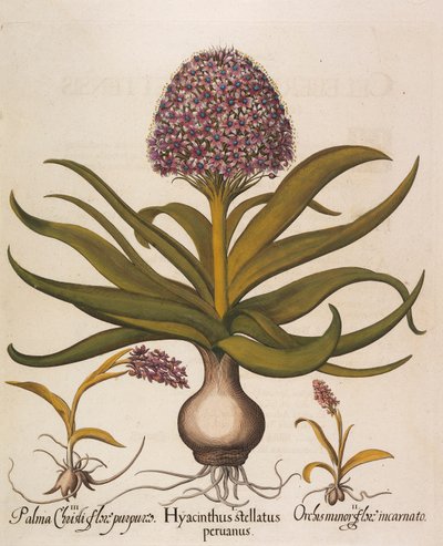Hyacinthus stellatus, 1613. by Basilius Besler