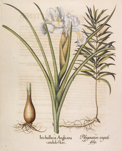 Anglikan soğanlı iris, 1613. by Basilius Besler