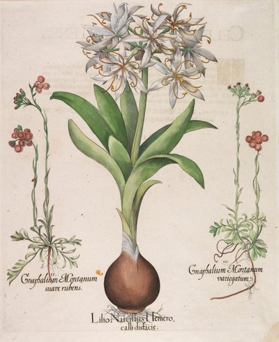 Lilius Nergis Hemerocellus, 1613 by Basilius Besler