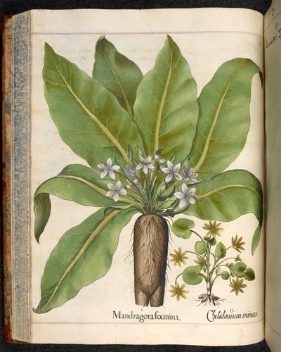 Levha 29: Eystettensis Bahçesinden Mandragora (Mandrake), Basilius Besler tarafından by Basilius Besler