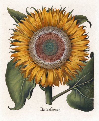 Ortak Ayçiçeği, Flos Solis Maior by Basilius Besler