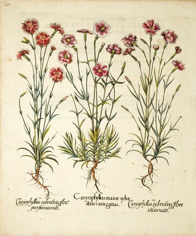 Caryophyllus Sylvestris Çeşitleri, Hortus Eystettensis, 1613