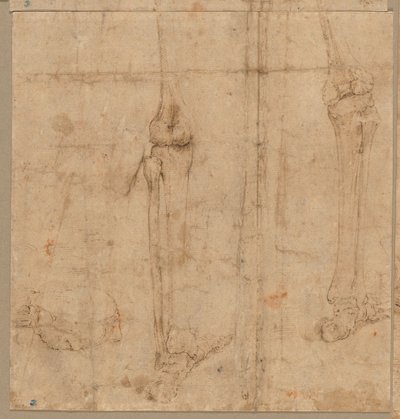 İskeletin Arkadan Alt Yarısı, 1540