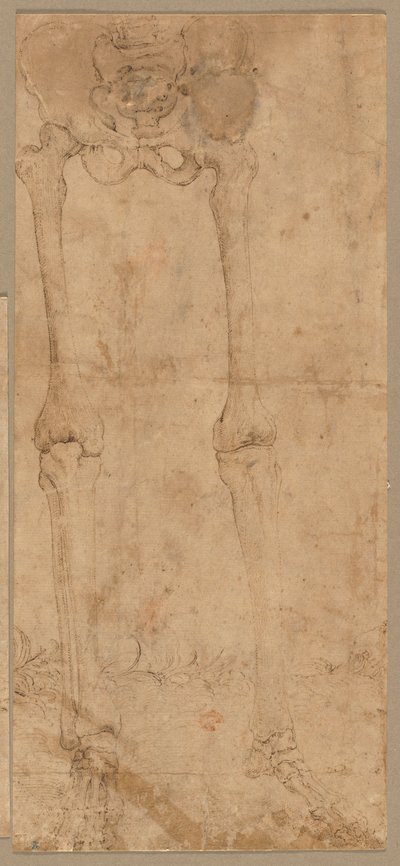 Önden İskeletin Alt Yarısı by Battista Franco