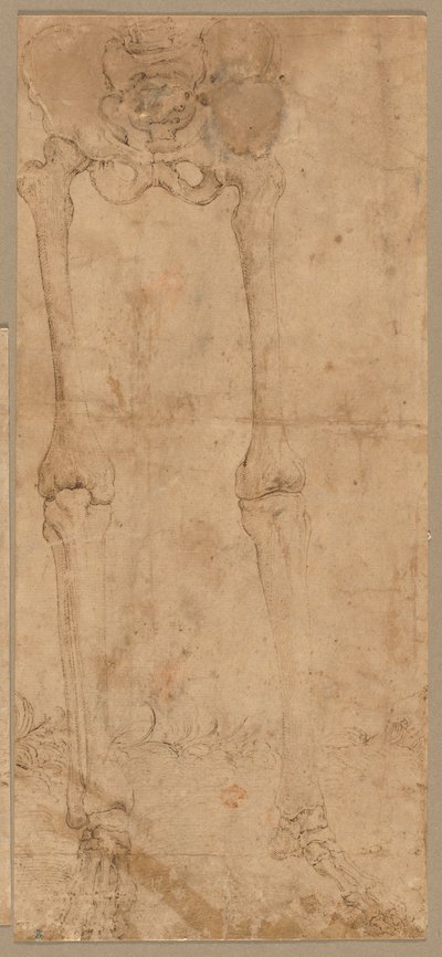 İskeletin Önden Alt Yarısı, 1540