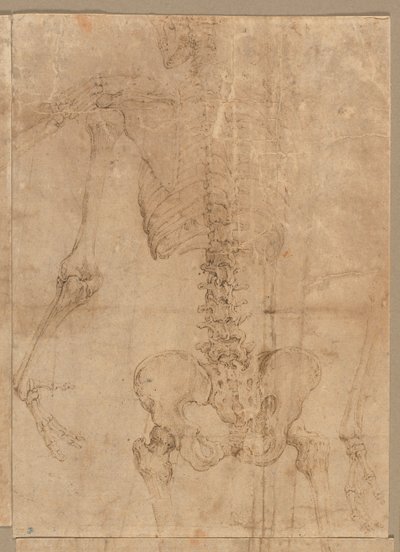 İskeletin Arkadan Üst Yarısı by Battista Franco