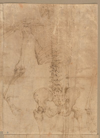 Sırttan İskeletin Üst Yarısı, 1540