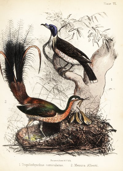 Friarbird ve lir kuşu. 1855 (litografi) by Bauerrichter