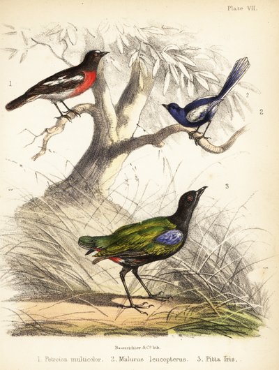 Pasifik ardıç kuşu, beyaz kanatlı peri kuşu ve gökkuşağı pidesi. 1855 (litografi) by Bauerrichter