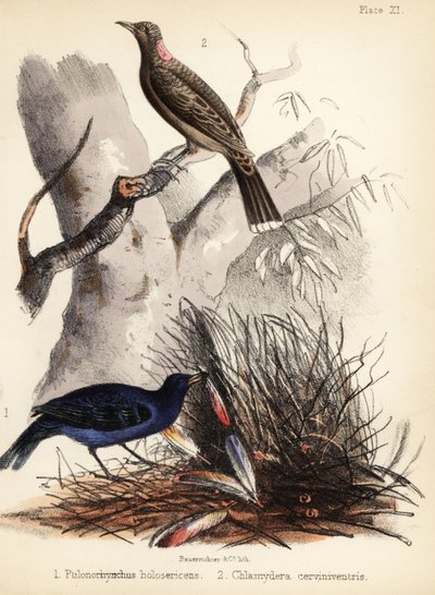 Saten ve açık kahverengi göğüslü çardak kuşları. 1855 (litografi) by Bauerrichter
