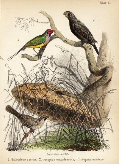 Girişken dokumacı, büyük yer ispinozu ve Gouldian ispinozu. 1855 (litografi) by Bauerrichter