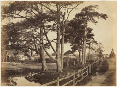 İskoç Göknarı, Hawkhurst, 1853. by Benjamin Brecknell Turner