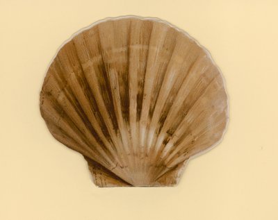 Deniz Kabukları (renkli taş) başlıklı kitapçık için resim by Benjamin D. Sigmund