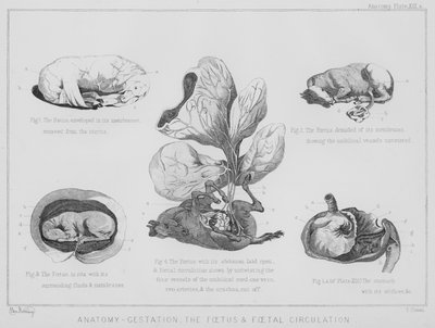 Anatomi, gebelik, fetüs ve fetal dolaşım (lito) by Benjamin Herring