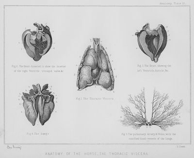 Atın anatomisi, göğüs iç organları (lito) by Benjamin Herring