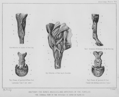 Ön bacağın anatomisi, kemikleri, kasları ve arterleri (lito) by Benjamin Herring