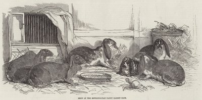 Metropolitan Fantezi Tavşan Kulübü Gösterisi by Benjamin Herring