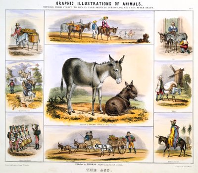 Eşek, c1850 by Benjamin Waterhouse Hawkins
