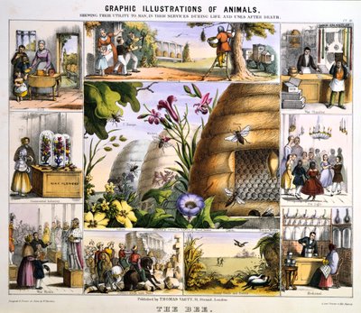 Arı, c1850 by Benjamin Waterhouse Hawkins