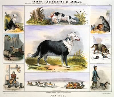 Köpek, c1850 by Benjamin Waterhouse Hawkins