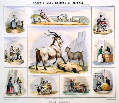 Keçi, c1850 by Benjamin Waterhouse Hawkins