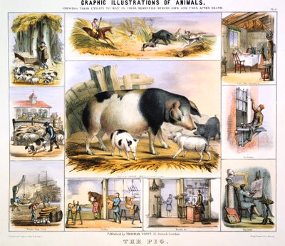 Domuz, c1850 by Benjamin Waterhouse Hawkins