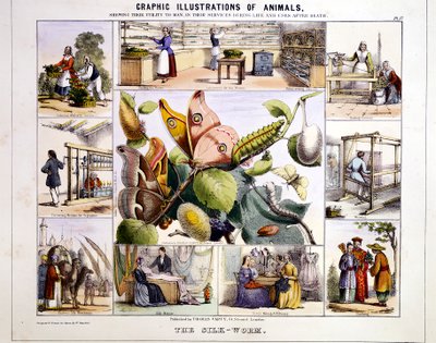 İpek Solucanı, c1850 by Benjamin Waterhouse Hawkins