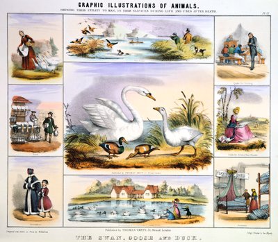 Kuğu, Kaz ve Ördek, c1850 by Benjamin Waterhouse Hawkins