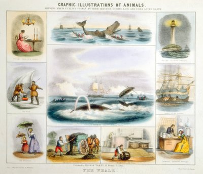 Balina, c1850 by Benjamin Waterhouse Hawkins
