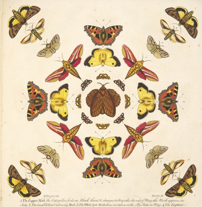 A Rare Depiction of Butterflies and Moths