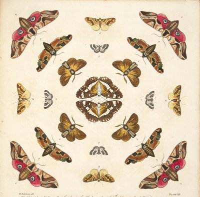 A Rare Depiction of Butterflies and Moths, pub. 1764 (el renkli gravür) by Benjamin Wilkes