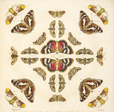 A Rare Depiction of Butterflies and Moths, pub. 1764 (el renkli gravür) by Benjamin Wilkes