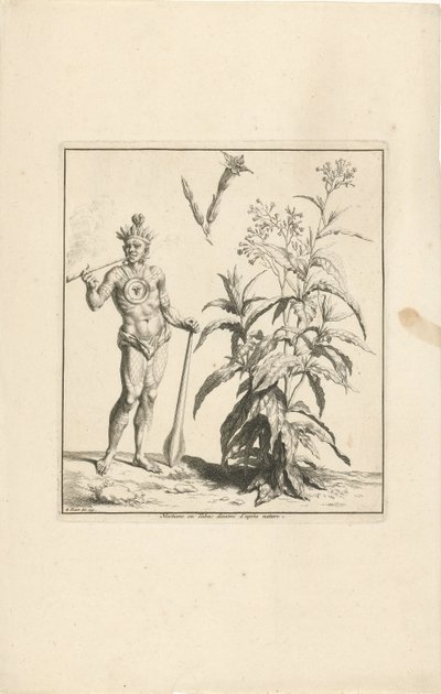 Tütün bitkisi ve Amerika'nın yerli sakini Nicotiane ou Tabac dessiné d'après doğası. (nesne üzerindeki başlık) by Bernard Picart (workshop of)