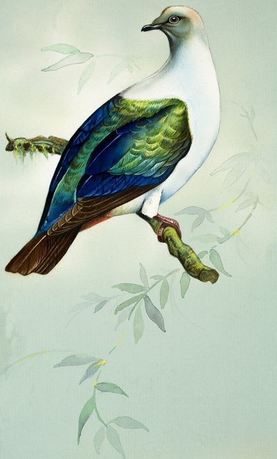  by Bert Illoss