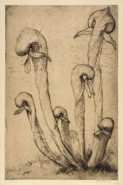  by Bertha E. Jaques