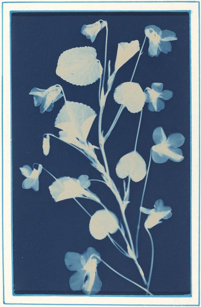 İsimsiz, c. 1900. by Bertha Evelyn Jacques