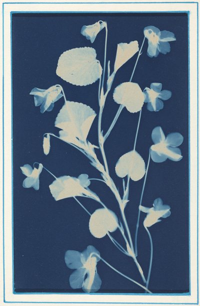 by Bertha Jaques