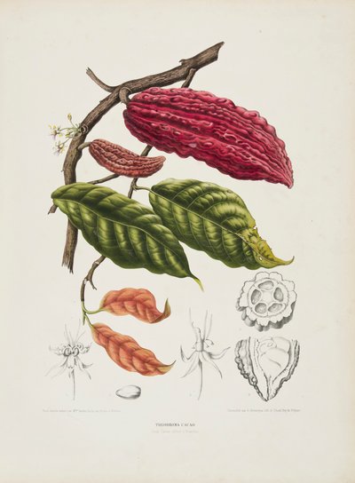 Theobroma, Kakao ağacı, c1840-1890. by Berthe Hoola van Nooten