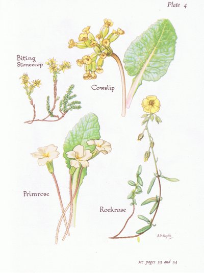 Isıran Stonecrop veya Wall Pepper, Cowslip, Rockrose, Primrose, 1951 by Bessie D. Inglis