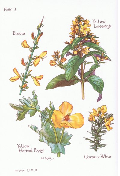 Süpürge, Gorse, Whin veya Furze, Sarı Gevşek, Sarı Boynuzlu Gelincik, 1951 by Bessie D. Inglis