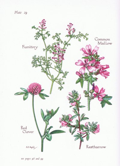 Ebegümeci, Restharrow, Fumitory, Red Clover, 1951 by Bessie D. Inglis